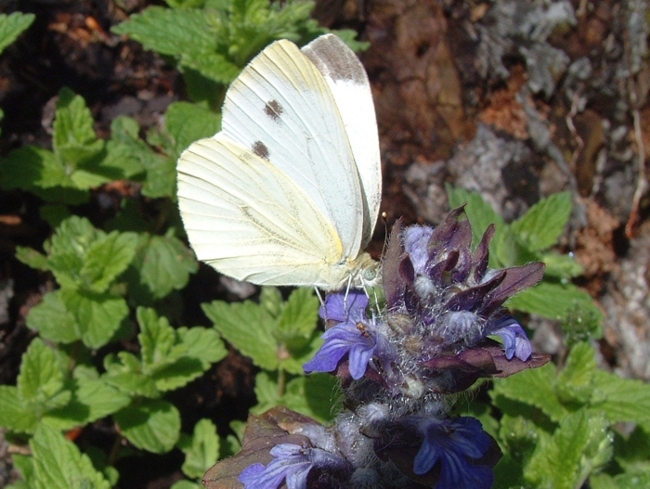 Pieris napi